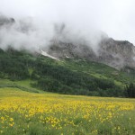 Flowers near Crested Butte/Gothic