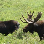 Bull Moose, near SFSP