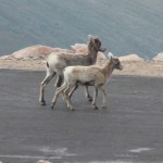 Big Horn Lambs, Mt. Evans