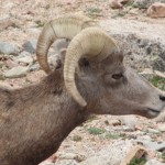 Big Horn Ram, Mt. Evans