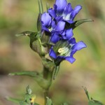 Blue Gentian, near SFSP