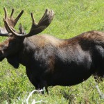 Bull Moose near SFSP