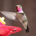 Hummingbird at SFSP