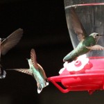 Hummingbird tussle, SFSP