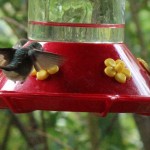 Hummingbirds, SFSP