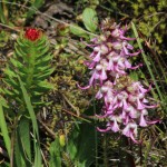 King's Crown and Elephant Heads, Mt. Evans