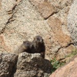 Marmot Siblings, Mt. Evans