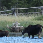 8-15 Moose cow and calf at SFSP