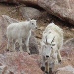 Rocky Mountain Goats, Nanny and Kid