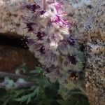 Purple Fringe, Mt. Evans