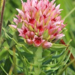 Queen's Crown, Mt. Evans