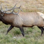 Bull Elk, RMNP