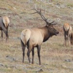 Elk, RMNP