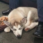 Beorn, 11 weeks, Dec. 25 (Jen and Chad's new Malamute puppy)