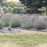 Lots of lavender plants!